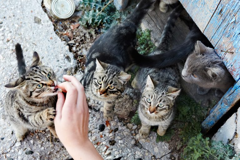 Illustration représentant la cohabitation entre chats et autres animaux domestiques, pour une intégration réussie dans le foyer.