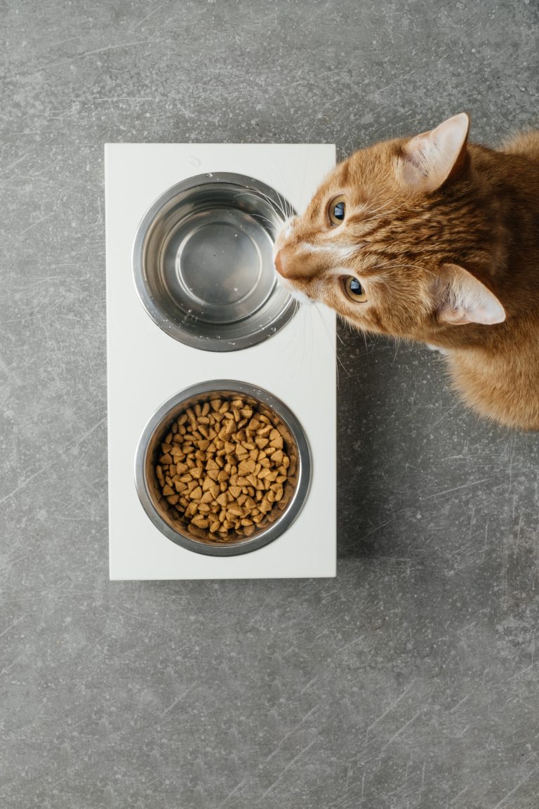 Tableau comparatif détaillant les avantages et inconvénients des différentes marques de croquettes pour chats, soulignant les apports nutritionnels