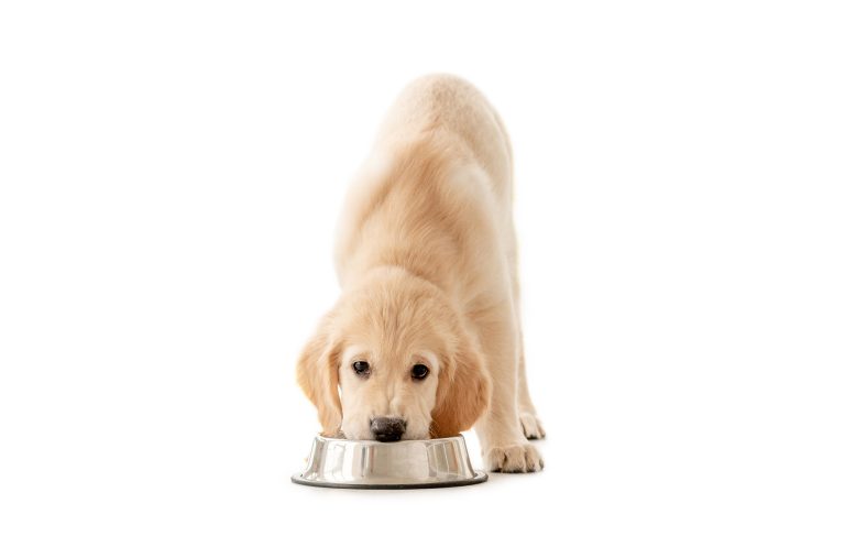 Image illustrant des croquettes à ingrédients limités pour chiens et chats, mettant en avant la qualité des ingrédients et une alimentation équilibrée