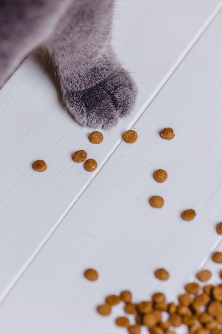 Paquet de croquettes spécialement formulées pour chatons, enrichies en vitamines et minéraux essentiels pour la croissance