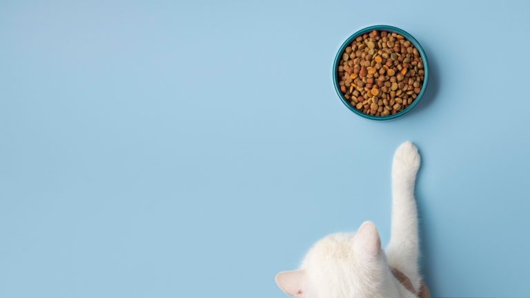 Bol de croquettes de haute qualité pour chats, riche en protéines et vitamines