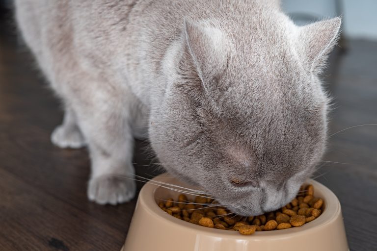 Variété de croquettes thérapeutiques conçues pour chats avec des conditions de santé spécifiques, enrichies en nutriments essentiels