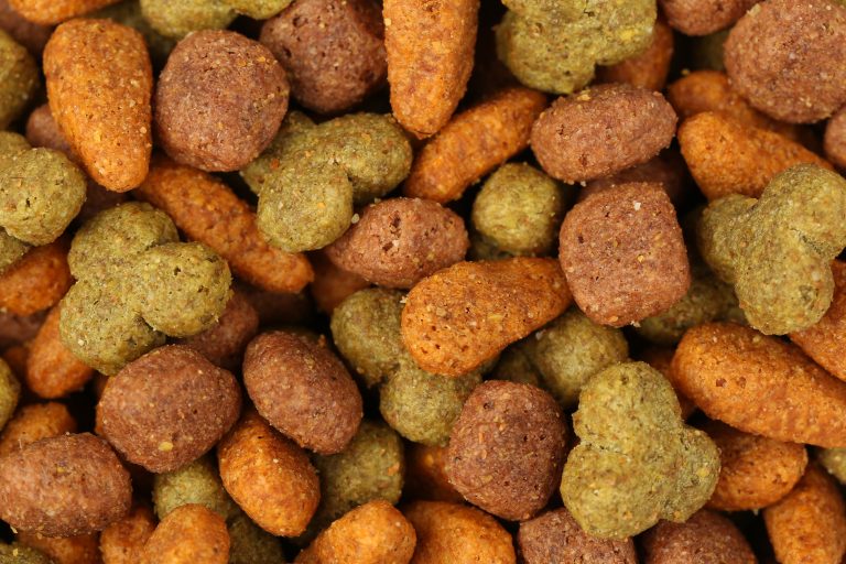 Comparaison visuelle entre les croquettes et l'alimentation humide pour chiens et chats, mettant en évidence les différences nutritionnelles et les préférences alimentaires