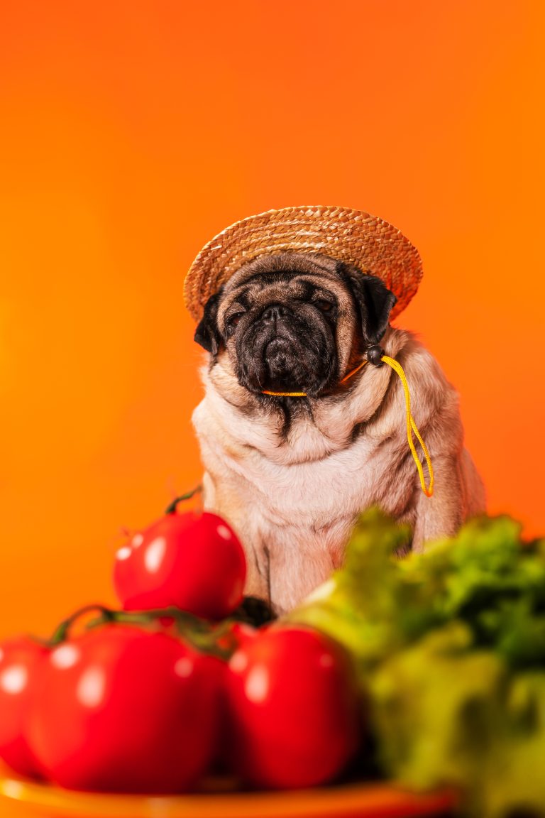 Image illustrant la donnée de tomate à un chien, pour comprendre les risques associés et les précautions à prendre