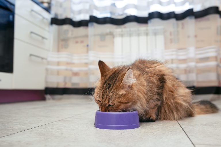 Balance avec un chat sain et un guide nutritionnel, symbolisant les stratégies efficaces de gestion du poids pour chats