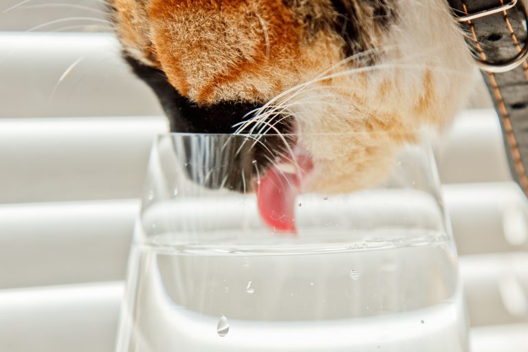 Un chat s'hydratant à côté de son bol de croquettes, soulignant l'importance de l'eau pour les chats nourris principalement de croquettes