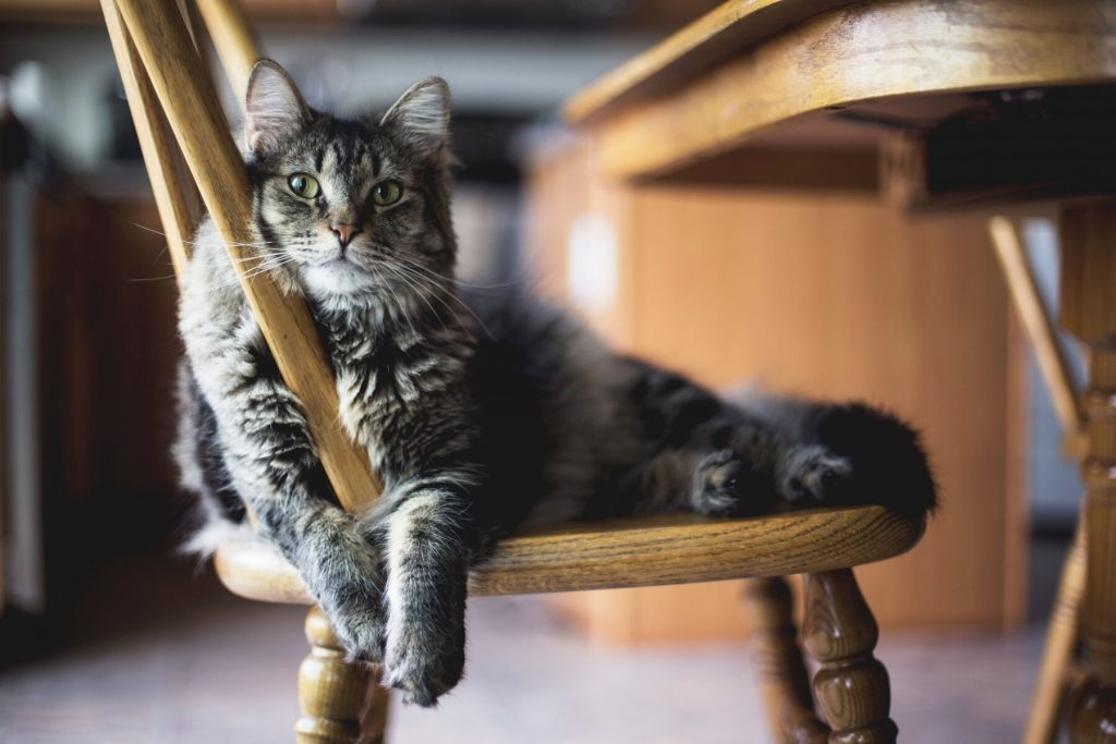 Image d'un chat tigre au pelage gris et dense