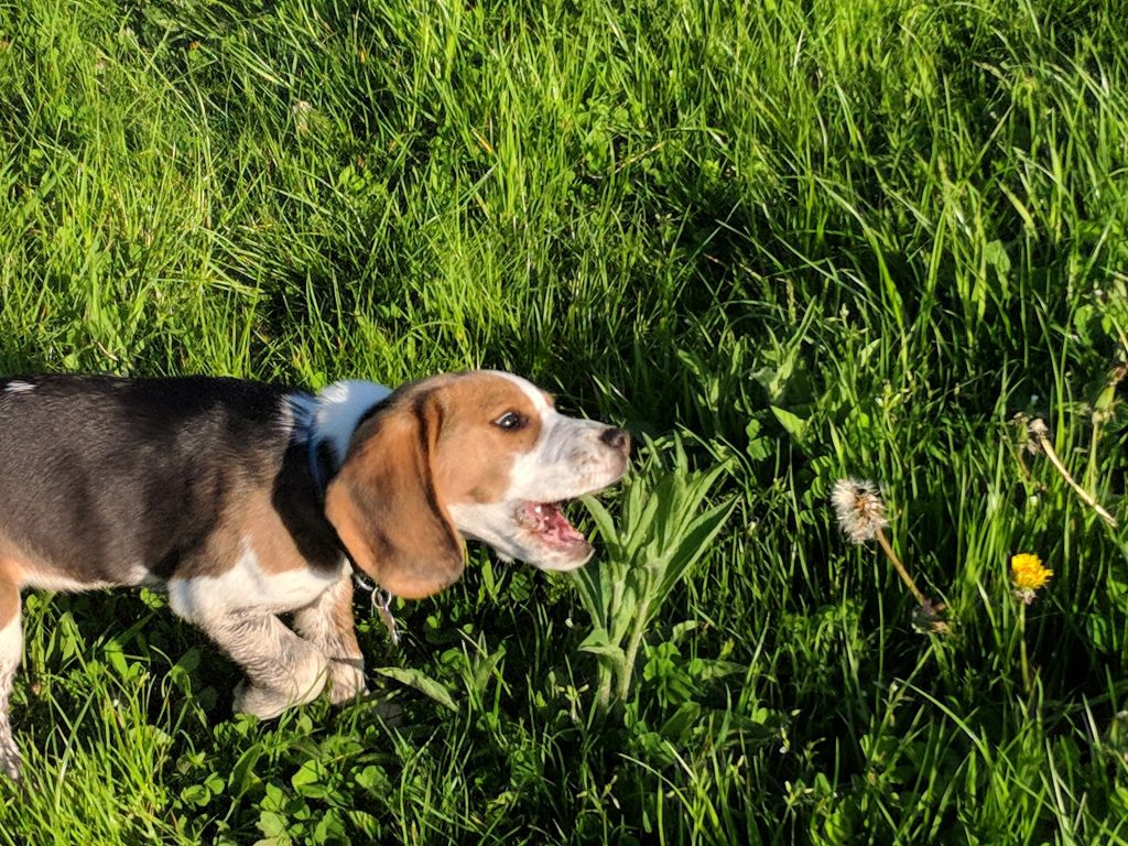 Image illustrant un chien mangeant de l'herbe, pour comprendre les raisons possibles de ce comportement.