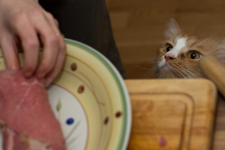 Image illustrant le nourrissage des chatons, pour comprendre les besoins alimentaires des jeunes félins.