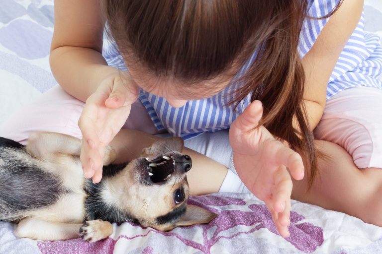 Image illustrant le nourrissage d'un chiot, pour comprendre les besoins nutritionnels essentiels à sa croissance.