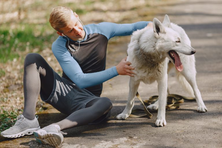 Image illustrant des chiens sportifs en action, pour comprendre l'importance de l'entraînement et de la nutrition pour leur performance