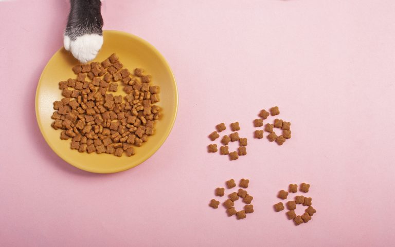 Illustration montrant des croquettes pour chiens et chats riches en protéines, soulignant l'importance de la qualité et de la quantité des protéines dans leur alimentation.