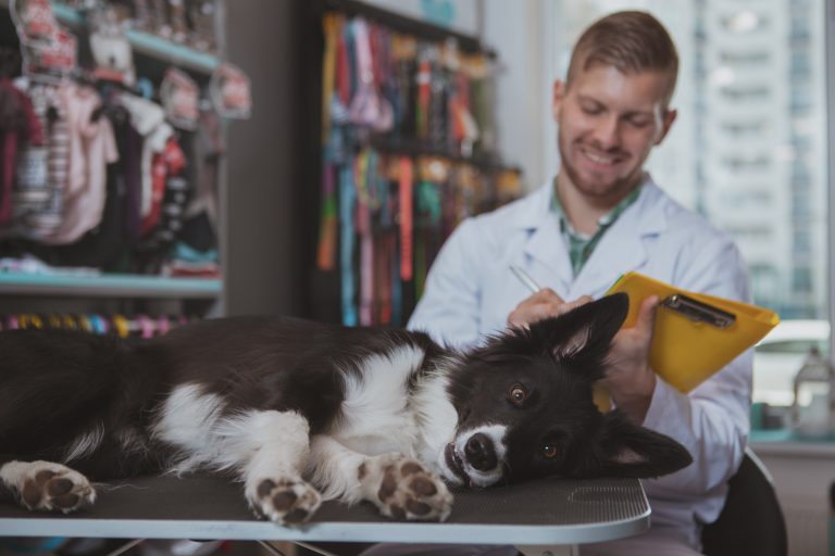 Image illustrant un régime vétérinaire pour chiens avec divers aliments sur une table de consultation vétérinaire