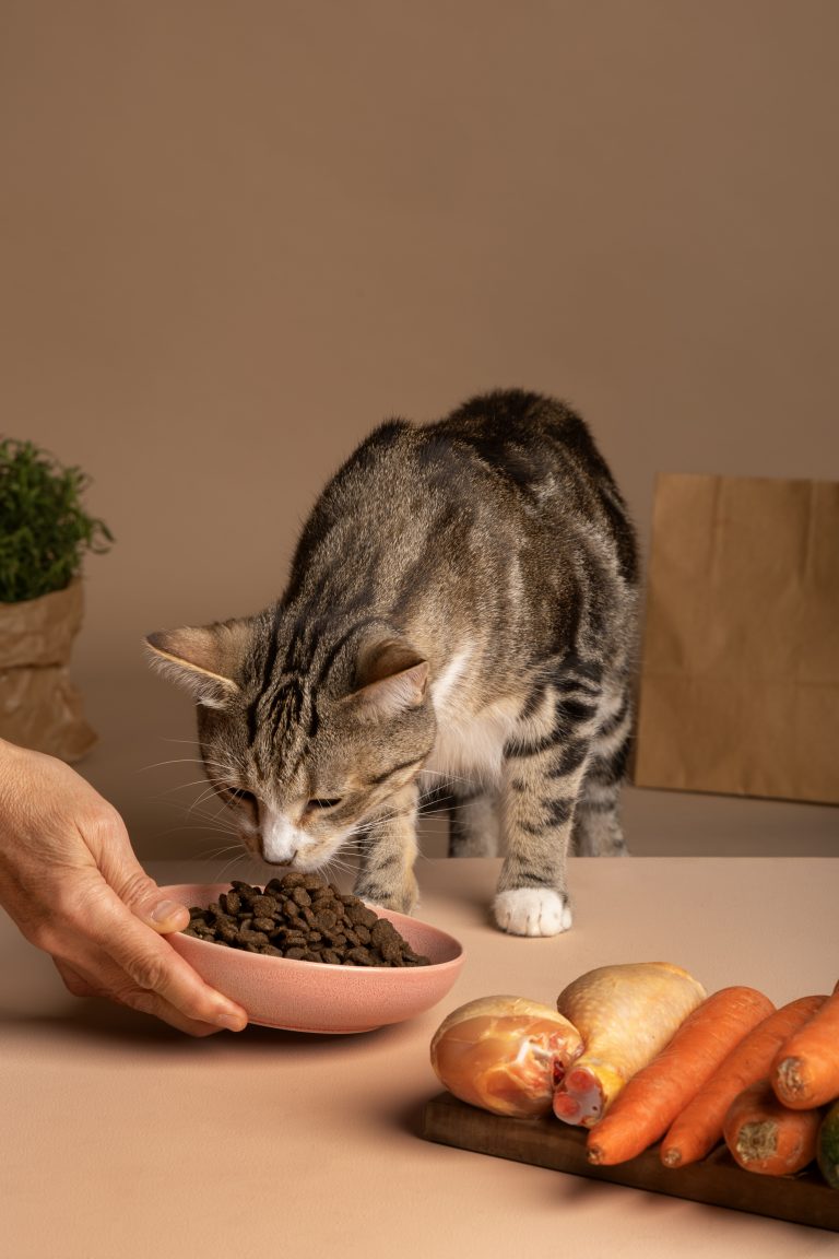 Illustration mettant en avant les soins et l'alimentation pour une santé digestive optimale des chats