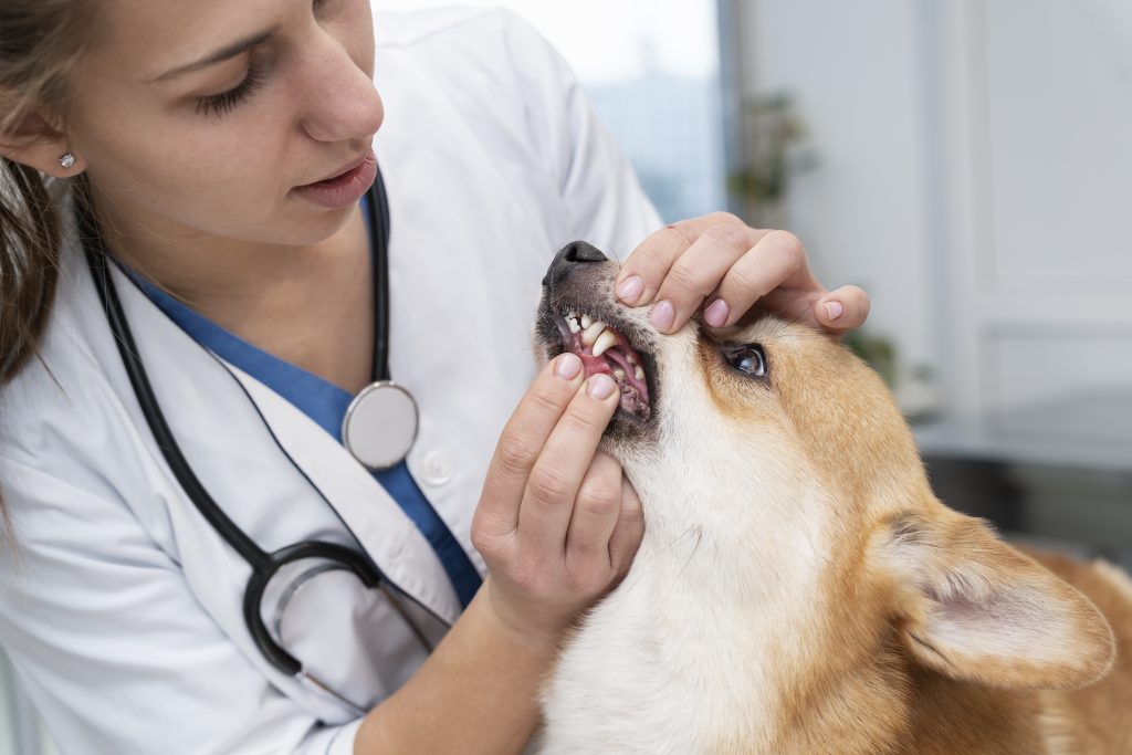 Image illustrant des soins dentaires pour chiens et une brosse à dents pour animaux