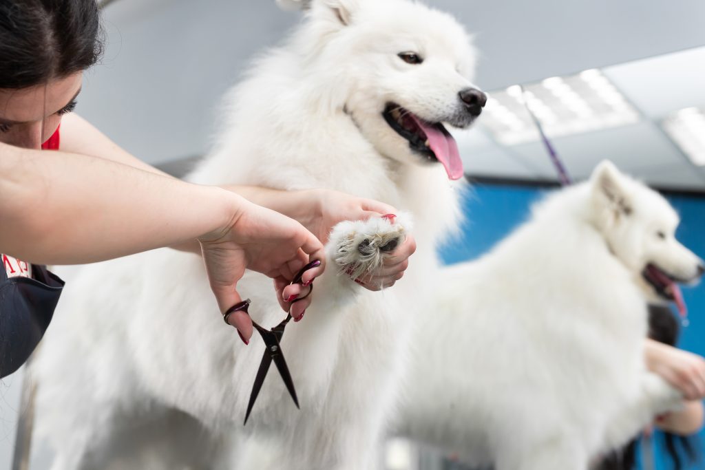 Image illustrant les soins de la peau et du pelage pour chiens