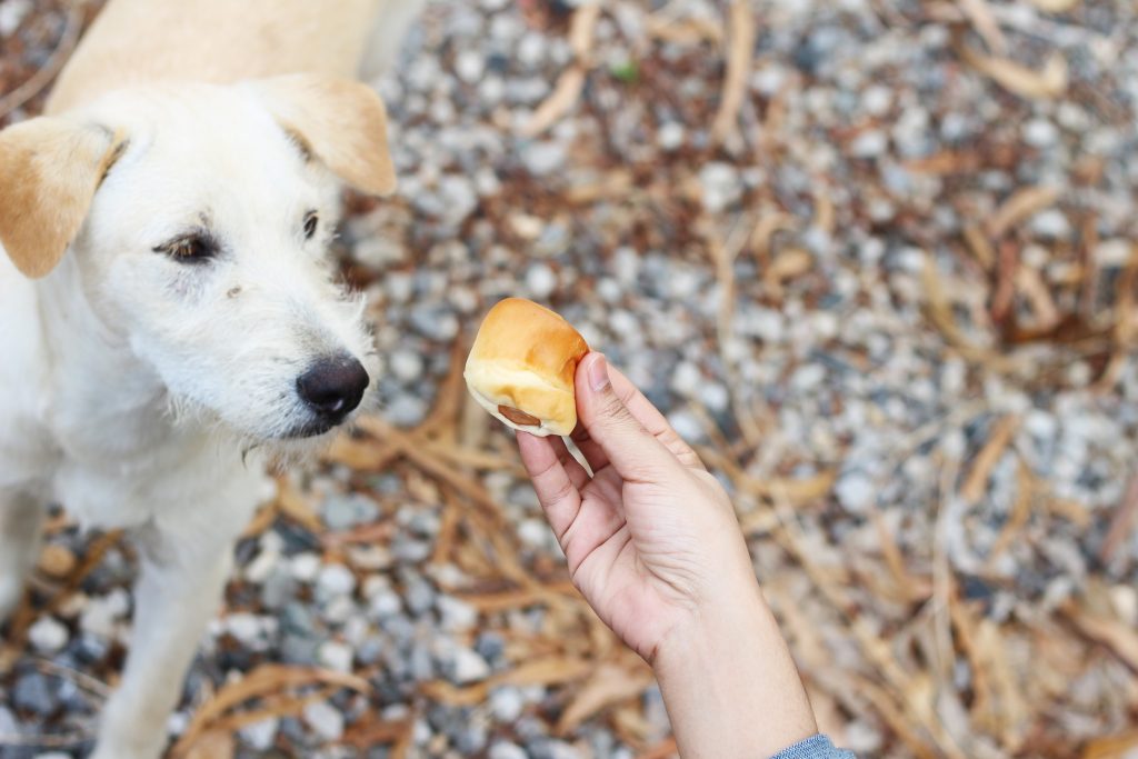 Image illustrant des suppléments vitaminés pour chiens, contribuant à leur santé et vitalité