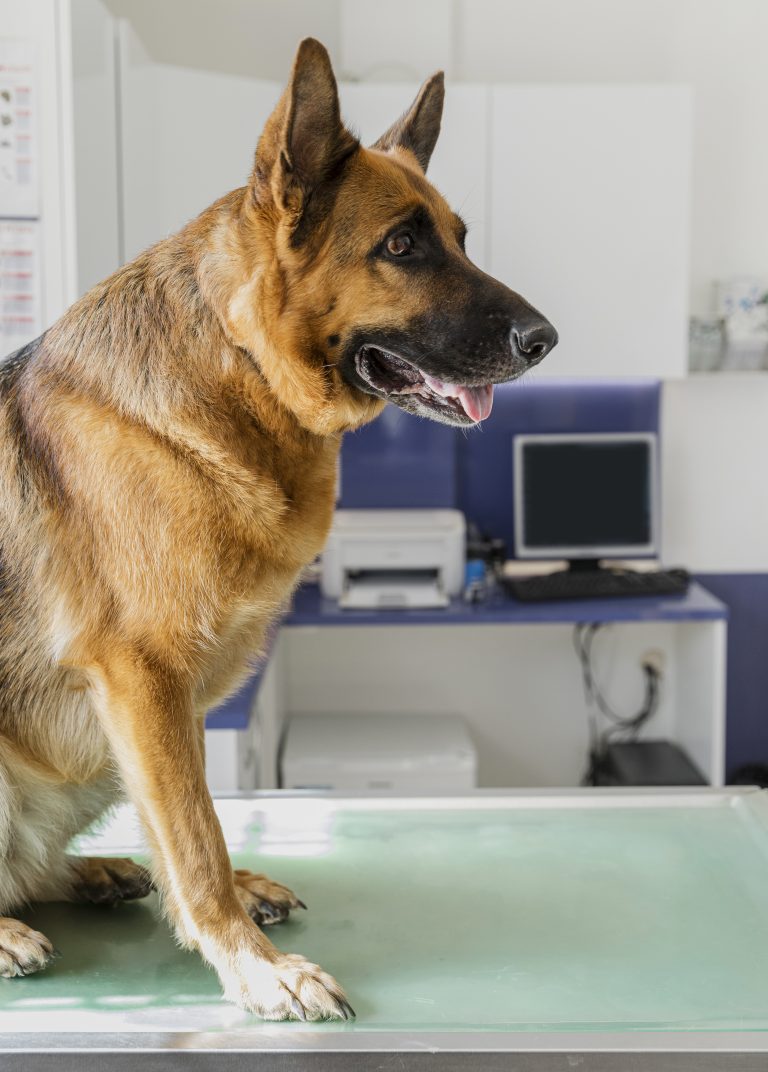 Image illustrant les troubles digestifs chez un chien, pour comprendre les causes et les symptômes associés