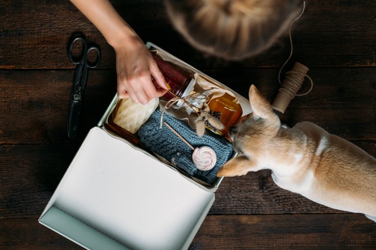 Illustration des éléments essentiels pour la trousse à pharmacie de votre chat, pour une préparation optimale en cas d'urgence médicale